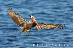 California brown pelican in flight, spreading wings wide to slow in anticipation of landing on seacliffs, Pelecanus occidentalis, Pelecanus occidentalis californicus, La Jolla