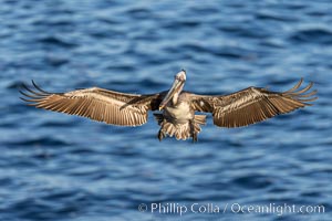 California brown pelican in flight, spreading wings wide to slow in anticipation of landing on seacliffs, Pelecanus occidentalis, Pelecanus occidentalis californicus, La Jolla