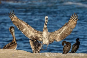 California brown pelican in flight, spreading wings wide to slow in anticipation of landing on seacliffs