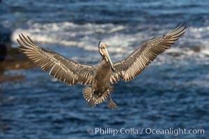 California brown pelican in flight, spreading wings wide to slow in anticipation of landing on seacliffs, Pelecanus occidentalis, Pelecanus occidentalis californicus, La Jolla