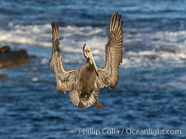 California brown pelican in flight, spreading wings wide to slow in anticipation of landing on seacliffs, Pelecanus occidentalis, Pelecanus occidentalis californicus, La Jolla