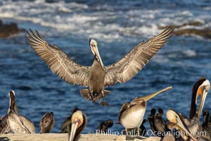 California brown pelican in flight, spreading wings wide to slow in anticipation of landing on seacliffs