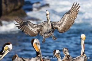 California brown pelican in flight, spreading wings wide to slow in anticipation of landing on seacliffs. La Jolla, USA, Pelecanus occidentalis, Pelecanus occidentalis californicus, natural history stock photograph, photo id 37809
