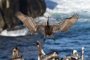 California brown pelican in flight, spreading wings wide to slow in anticipation of landing on seacliffs, Pelecanus occidentalis, Pelecanus occidentalis californicus, La Jolla