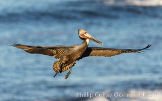 California brown pelican in flight, spreading wings wide to slow in anticipation of landing on seacliffs, Pelecanus occidentalis, Pelecanus occidentalis californicus, La Jolla