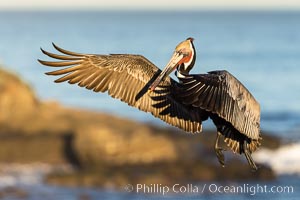 California brown pelican in flight, spreading wings wide to slow in anticipation of landing on seacliffs