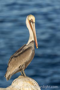 California brown pelican full body portrait, perched on rock over the ocean in sunlight, adult winter non-breeding plumage, Pelecanus occidentalis, Pelecanus occidentalis californicus, La Jolla