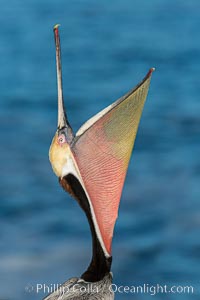California Brown Pelican head throw, stretching its throat to keep it flexible and healthy