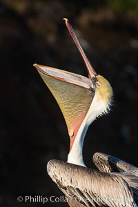 California Brown Pelican head throw, stretching its throat to keep it flexible and healthy. Adult winter non-breeding plumage, Pelecanus occidentalis, Pelecanus occidentalis californicus, La Jolla