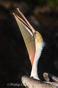 California Brown Pelican head throw, stretching its throat to keep it flexible and healthy, Pelecanus occidentalis, Pelecanus occidentalis californicus, La Jolla