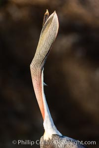 California Brown Pelican head throw, stretching its throat to keep it flexible and healthy, Pelecanus occidentalis, Pelecanus occidentalis californicus, La Jolla