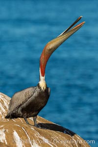 California Brown Pelican head throw, stretching its throat to keep it flexible and healthy, Pelecanus occidentalis, Pelecanus occidentalis californicus, La Jolla