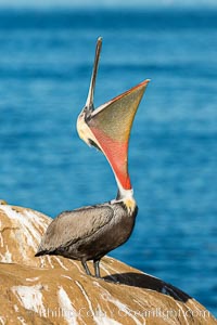 California Brown Pelican head throw, stretching its throat to keep it flexible and healthy, Pelecanus occidentalis, Pelecanus occidentalis californicus, La Jolla