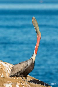 California Brown Pelican head throw, stretching its throat to keep it flexible and healthy, Pelecanus occidentalis, Pelecanus occidentalis californicus, La Jolla