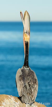 California Brown Pelican head throw, stretching its throat to keep it flexible and healthy, Pelecanus occidentalis, Pelecanus occidentalis californicus, La Jolla