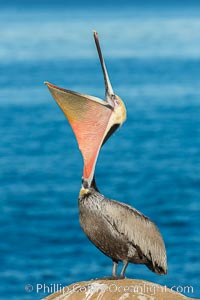 California Brown Pelican head throw, stretching its throat to keep it flexible and healthy, Pelecanus occidentalis, Pelecanus occidentalis californicus, La Jolla