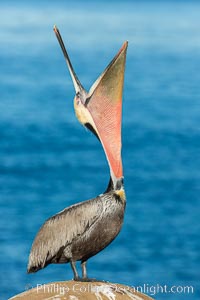 California Brown Pelican head throw, stretching its throat to keep it flexible and healthy.