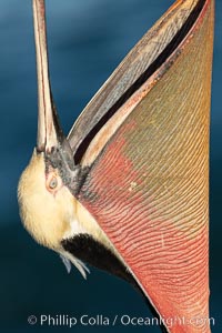 California Brown Pelican head throw, stretching its throat to keep it flexible and healthy. Note the winter mating plumage, olive and red throat, yellow head, Pelecanus occidentalis, Pelecanus occidentalis californicus