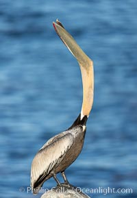 California Brown Pelican head throw, stretching its throat to keep it flexible and healthy. Note the unusual yellow coloration of the gular pouch, which is normally red in winter adults.  Yellow morph, Pelecanus occidentalis, Pelecanus occidentalis californicus, La Jolla