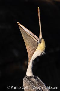 California Brown Pelican head throw, stretching its throat to keep it flexible and healthy, Pelecanus occidentalis, Pelecanus occidentalis californicus