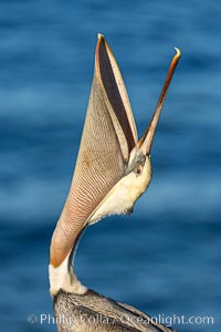 California Brown Pelican head throw, stretching its throat to keep it flexible and healthy, Pelecanus occidentalis, Pelecanus occidentalis californicus