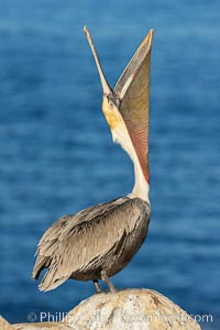 California Brown Pelican head throw, stretching its throat to keep it flexible and healthy, Pelecanus occidentalis, Pelecanus occidentalis californicus