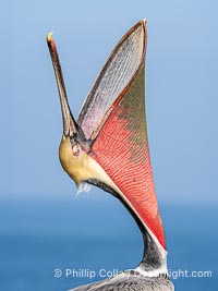 California Brown Pelican head throw, stretching its throat to keep it flexible and healthy, Pelecanus occidentalis, Pelecanus occidentalis californicus, La Jolla