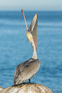 California Brown Pelican head throw, stretching its throat to keep it flexible and healthy. Note the winter breeding plumage, olive and red throat, yellow head, Pelecanus occidentalis, Pelecanus occidentalis californicus, La Jolla