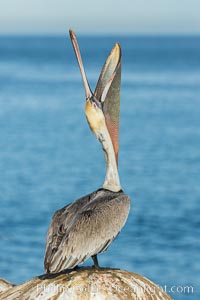 California Brown Pelican head throw, stretching its throat to keep it flexible and healthy. Note the winter mating plumage, olive and red throat, yellow head, Pelecanus occidentalis, Pelecanus occidentalis californicus, La Jolla