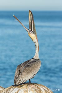 California Brown Pelican head throw, stretching its throat to keep it flexible and healthy. Note the winter mating plumage, olive and red throat, yellow head, Pelecanus occidentalis, Pelecanus occidentalis californicus, La Jolla