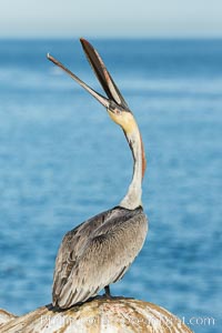 California Brown Pelican head throw, stretching its throat to keep it flexible and healthy. Note the winter mating plumage, olive and red throat, yellow head, Pelecanus occidentalis, Pelecanus occidentalis californicus, La Jolla