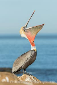 California Brown Pelican head throw, stretching its throat to keep it flexible and healthy. Note the winter mating plumage, olive and red throat, yellow head, Pelecanus occidentalis, Pelecanus occidentalis californicus, La Jolla