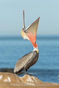 California Brown Pelican head throw, stretching its throat to keep it flexible and healthy. Note the winter mating plumage, olive and red throat, yellow head, Pelecanus occidentalis, Pelecanus occidentalis californicus, La Jolla