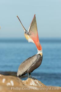 California Brown Pelican head throw, stretching its throat to keep it flexible and healthy. Note the winter mating plumage, olive and red throat, yellow head, Pelecanus occidentalis, Pelecanus occidentalis californicus, La Jolla