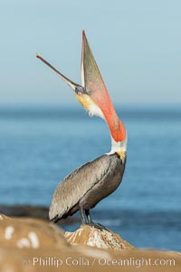 California Brown Pelican head throw, stretching its throat to keep it flexible and healthy. Note the winter mating plumage, olive and red throat, yellow head, Pelecanus occidentalis, Pelecanus occidentalis californicus, La Jolla