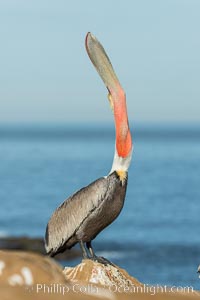 California Brown Pelican head throw, stretching its throat to keep it flexible and healthy. Note the winter mating plumage, olive and red throat, yellow head, Pelecanus occidentalis, Pelecanus occidentalis californicus, La Jolla