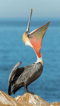 California Brown Pelican head throw, stretching its throat to keep it flexible and healthy. Note the winter mating plumage, olive and red throat, yellow head, Pelecanus occidentalis, Pelecanus occidentalis californicus, La Jolla