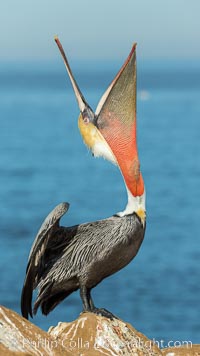 California Brown Pelican head throw, stretching its throat to keep it flexible and healthy. Note the winter breeding plumage, olive and red throat, yellow head, Pelecanus occidentalis, Pelecanus occidentalis californicus, La Jolla