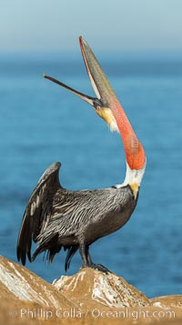 California Brown Pelican head throw, stretching its throat to keep it flexible and healthy. Note the winter mating plumage, olive and red throat, yellow head, Pelecanus occidentalis, Pelecanus occidentalis californicus, La Jolla