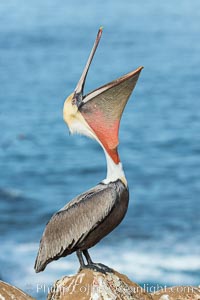 California Brown Pelican head throw, stretching its throat to keep it flexible and healthy. Note the winter breeding plumage, olive and red throat, yellow head, Pelecanus occidentalis, Pelecanus occidentalis californicus, La Jolla