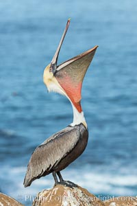 California Brown Pelican head throw, stretching its throat to keep it flexible and healthy. Note the winter mating plumage, olive and red throat, yellow head, Pelecanus occidentalis, Pelecanus occidentalis californicus, La Jolla