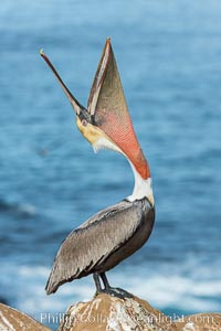 California Brown Pelican head throw, stretching its throat to keep it flexible and healthy. Note the winter mating plumage, olive and red throat, yellow head, Pelecanus occidentalis, Pelecanus occidentalis californicus, La Jolla