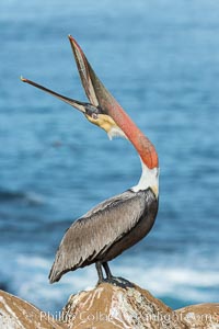 California Brown Pelican head throw, stretching its throat to keep it flexible and healthy. Note the winter mating plumage, olive and red throat, yellow head, Pelecanus occidentalis, Pelecanus occidentalis californicus, La Jolla