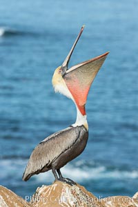 California Brown Pelican head throw, stretching its throat to keep it flexible and healthy. Note the winter mating plumage, olive and red throat, yellow head, Pelecanus occidentalis, Pelecanus occidentalis californicus, La Jolla