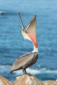 California Brown Pelican head throw, stretching its throat to keep it flexible and healthy. Note the winter mating plumage, olive and red throat, yellow head, Pelecanus occidentalis, Pelecanus occidentalis californicus, La Jolla