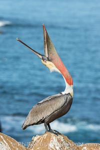 California Brown Pelican head throw, stretching its throat to keep it flexible and healthy. Note the winter mating plumage, olive and red throat, yellow head, Pelecanus occidentalis, Pelecanus occidentalis californicus, La Jolla