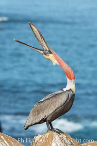 California Brown Pelican head throw, stretching its throat to keep it flexible and healthy. Note the winter mating plumage, olive and red throat, yellow head, Pelecanus occidentalis, Pelecanus occidentalis californicus, La Jolla