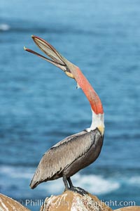 California Brown Pelican head throw, stretching its throat to keep it flexible and healthy. Note the winter mating plumage, olive and red throat, yellow head, Pelecanus occidentalis, Pelecanus occidentalis californicus, La Jolla