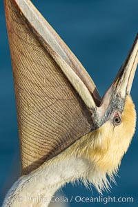 California Brown Pelican head throw, stretching its throat to keep it flexible and healthy. Note the winter mating plumage, olive and red throat, yellow head, Pelecanus occidentalis, Pelecanus occidentalis californicus, La Jolla