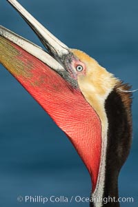 California Brown Pelican head throw, stretching its throat to keep it flexible and healthy. Note the winter breeding plumage, olive and red throat, yellow head, Pelecanus occidentalis, Pelecanus occidentalis californicus, La Jolla